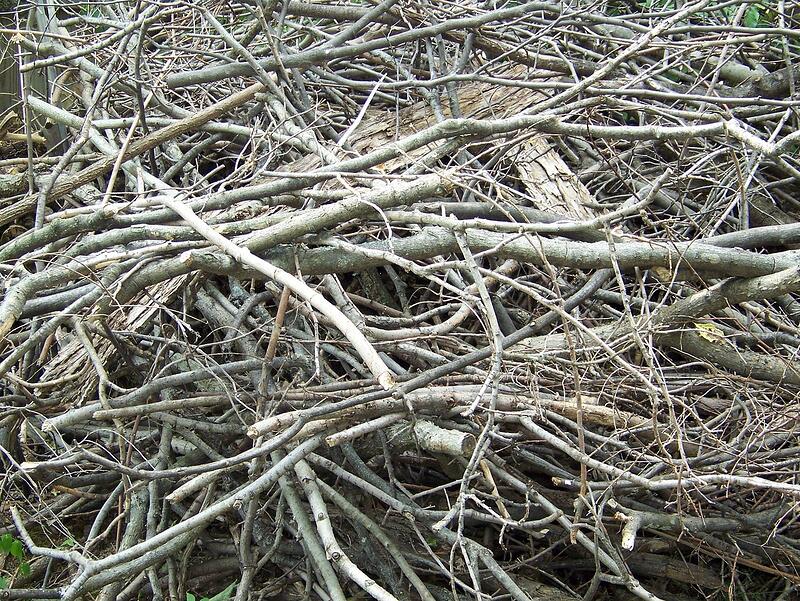 Cut palm fronds and tree limbs stacked at a curb